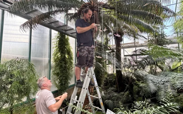 Jinde na světě je neuvidíte. V botanické v Liberci poletují svítící sklenění motýlci