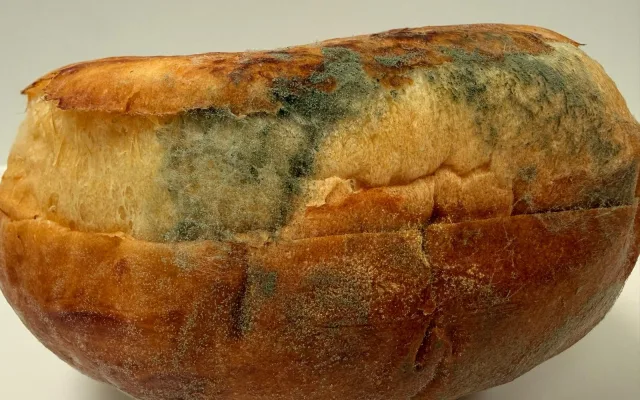Vědci učí aplikaci poznat plíseň. Pomůže nevidomým, zapojit se může každý