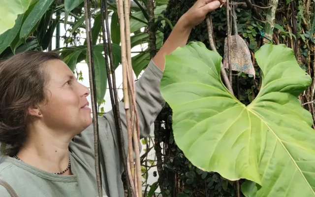 Největší festival skla i v botanické: Fascinující výstava startuje dnes večer