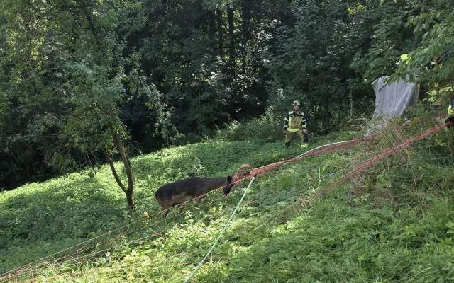 Daněk se zamotal do elektrického ohradníku. Po záchraně od hasičů zmizel v lese