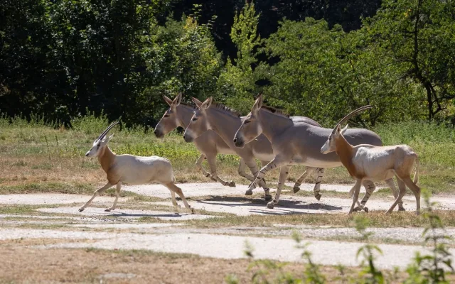 Kriticky ohrožený milovník v akci: Zoo Liberec poslala svého samce do Safari Parku