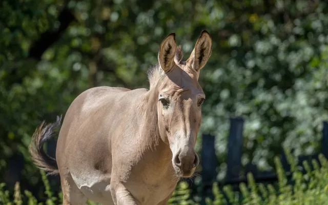 Kriticky ohrožený milovník v akci: Zoo Liberec poslala svého samce do Safari Parku