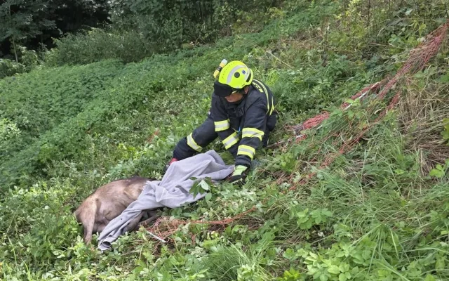 Daněk se zamotal do elektrického ohradníku. Po záchraně od hasičů zmizel v lese