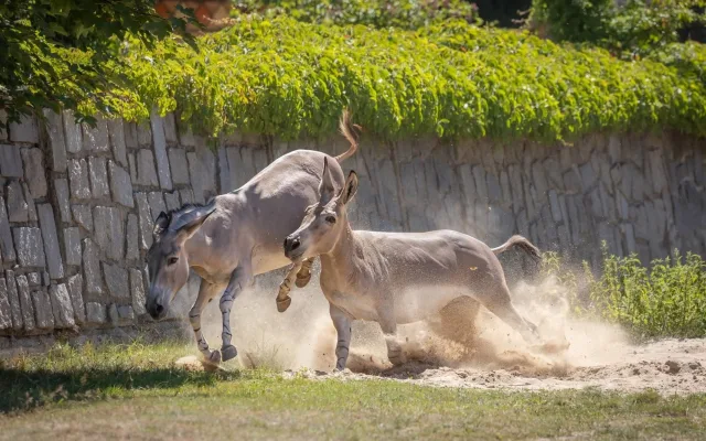 Kriticky ohrožený milovník v akci: Zoo Liberec poslala svého samce do Safari Parku