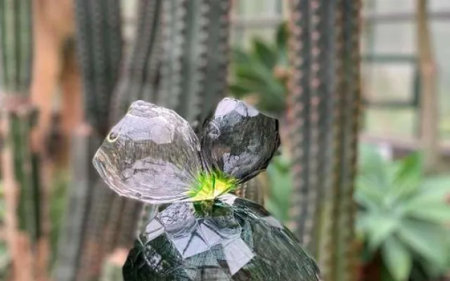 Největší festival skla i v botanické: Fascinující výstava startuje dnes večer