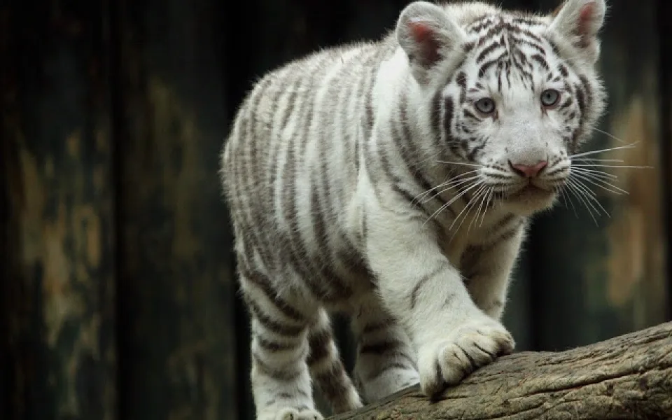 Tygřata oslaví v sobotu 1. narozeniny. Školáci se samými jedničkami mají vstup na oslavu zdarma. Foto: Zoo Liberec