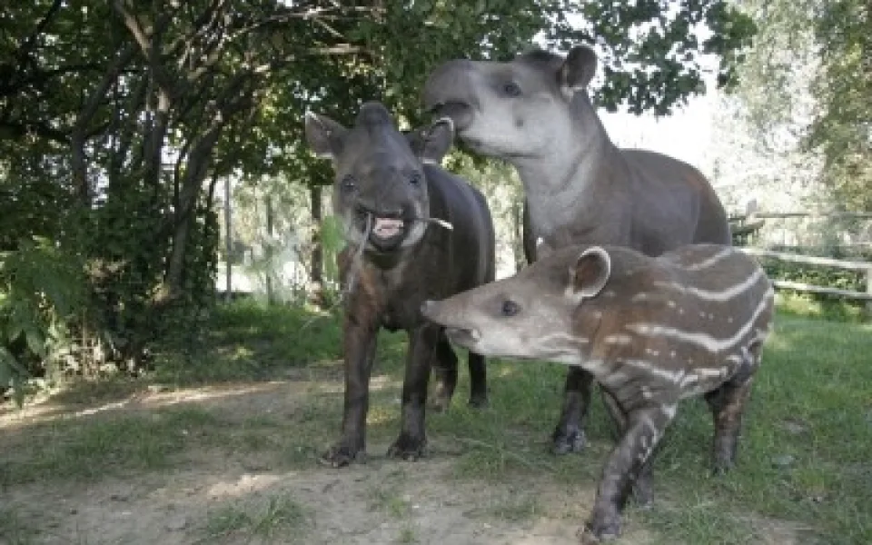Tapír jihoamerický. Foto: Pražská zoo