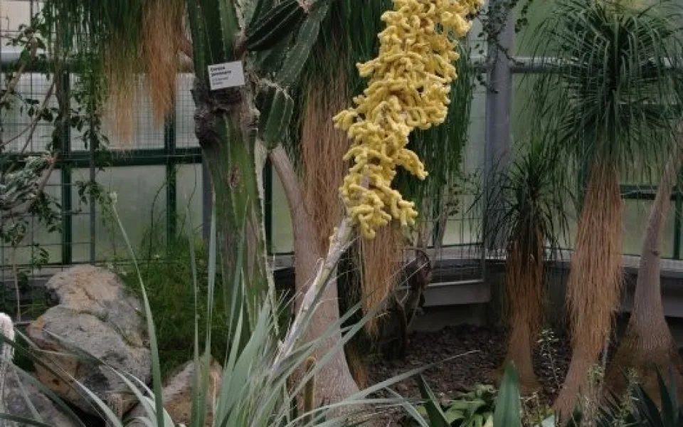 Dasylirion glaucophyllum v liberecké botanické zahradě