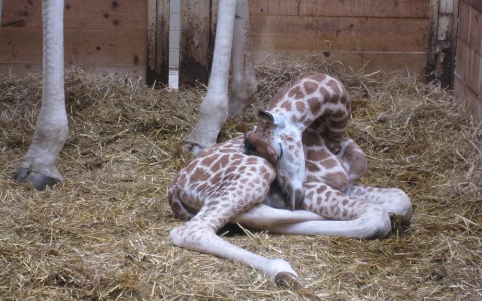 Nový přírůstek liberecké ZOO. Foto: ZOO Liberec