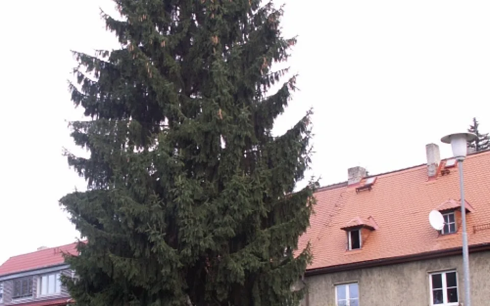 Letošní vánoční strom, který bude stát před libereckou radnicí.