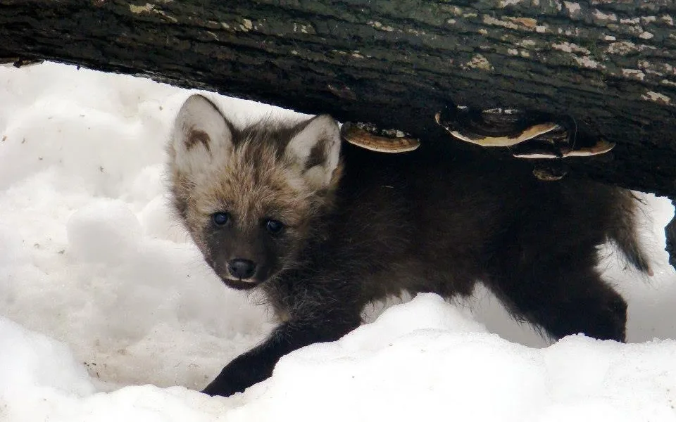 ilustrační foto: ZOO Liberec
