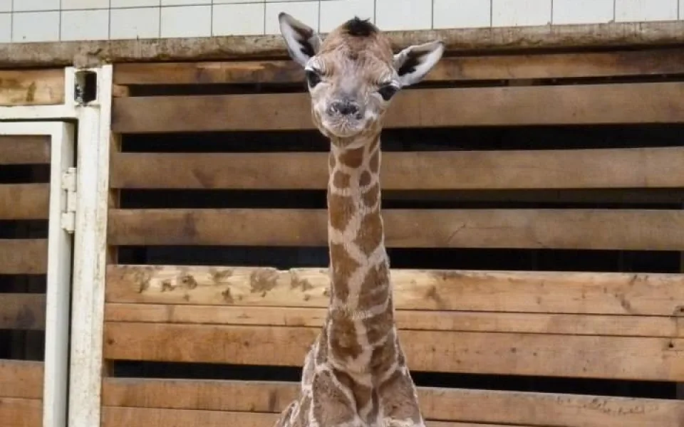 Posledním mládě roku je žirafátko. Foto: ZOO Liberec