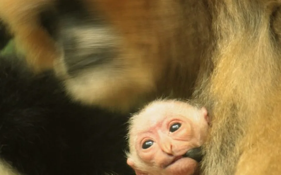 Malý gibon se svou matkou Wen-Wen. Foto: ZOO Liberec