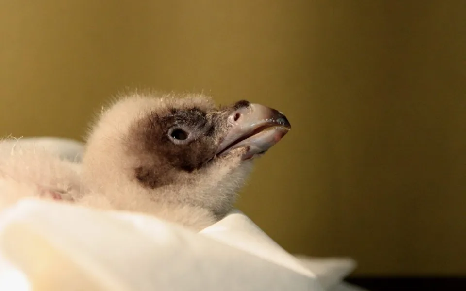 Mládě orlosupa. Foto: ZOO Liberec