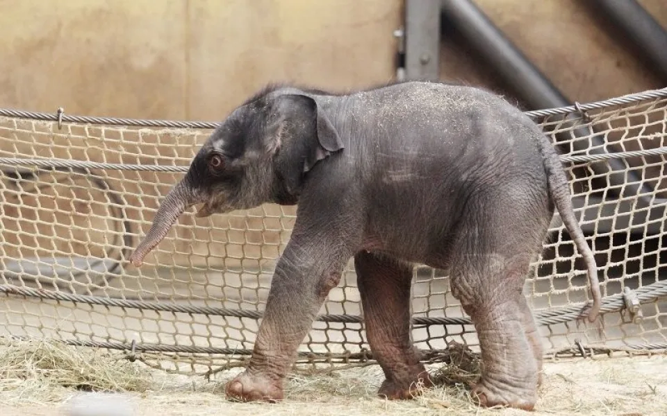Malé slůně bojuje o život. Foto: ZOO Ostrava