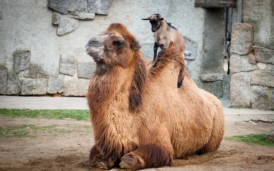 Liberecká zoologická zahrada se probudila ze zimního spánku. Foto: František Stein
