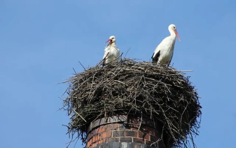 Čapí rodinka je zpět na komíně u rybníka v Osečné. Foto: Město Osečná