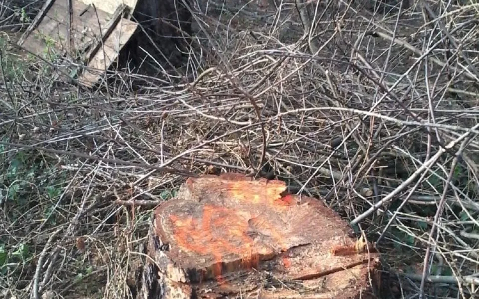 Po stromech zůstalo jen devět pařezů
