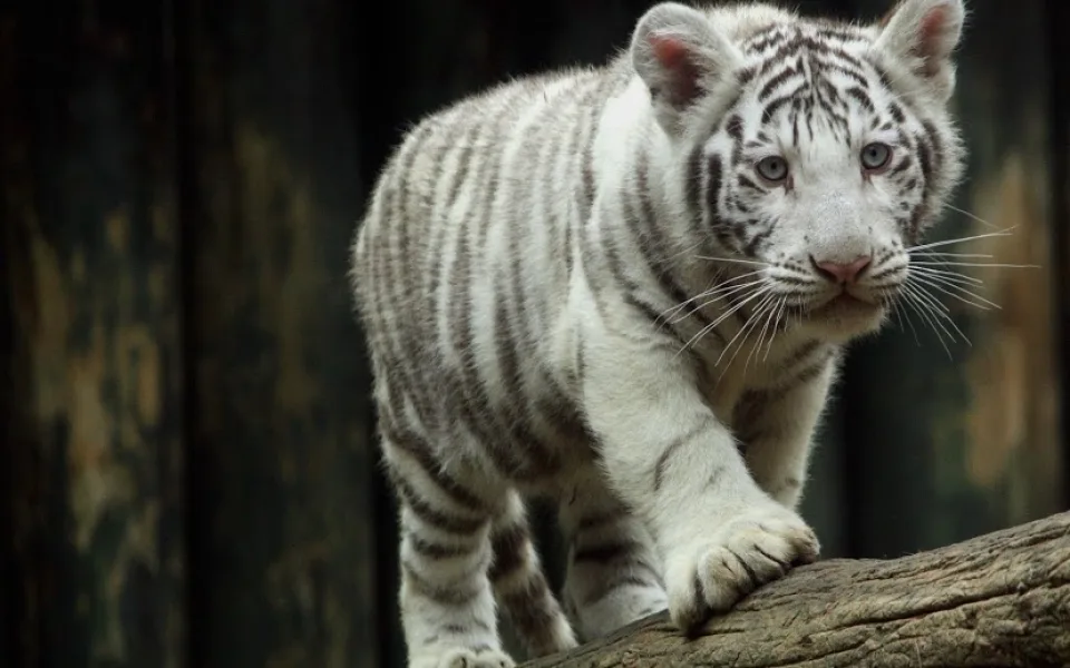 Ilustrační foto: ZOO Liberec