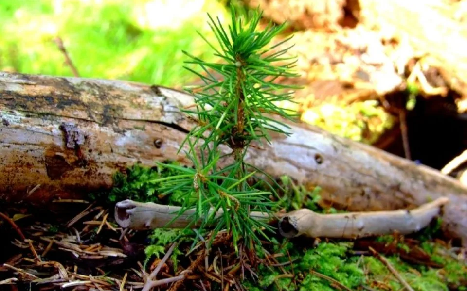 Ilustrační foto: Městské lesy Liberec