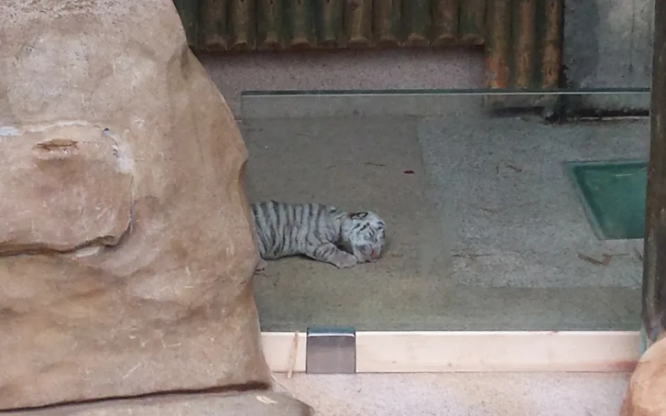 Malý tygřík, ještě slepý, na první procházce. Foto: ZOO Liberec