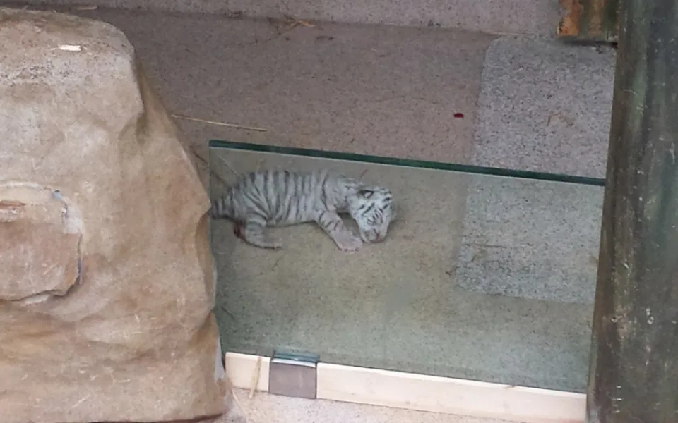 Malá bílá tygřice nepřežila. Tady je na fotce krátce po porodu. Foto: ZOO Liberec