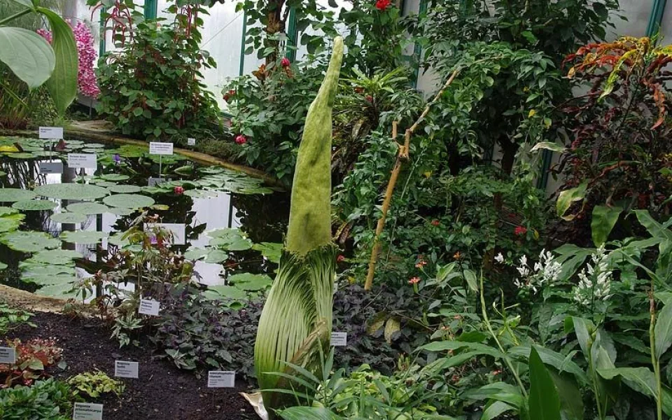 Zmijovec titánský. Foto: Botanická zahrada Liberec