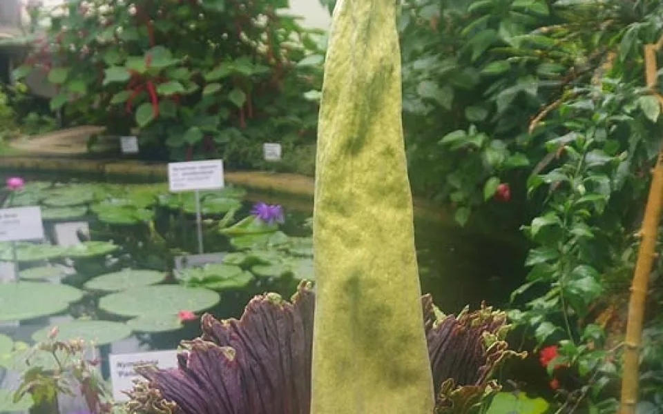 Rozkvétající zmijovec titánský. Foto: Botanická zahrada Liberec