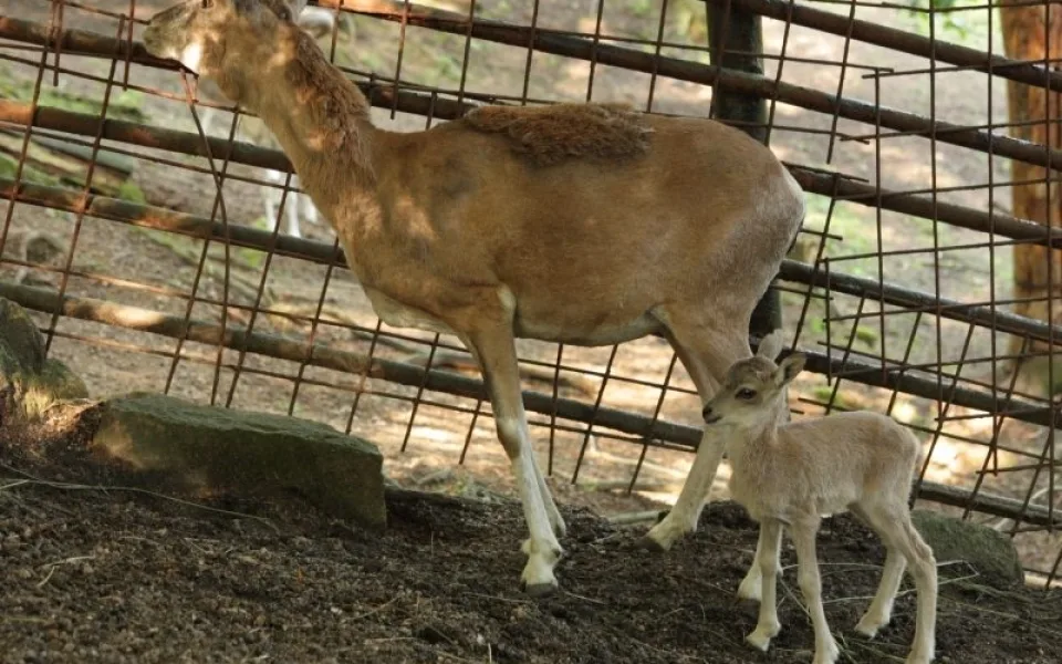 Urial bucharský. Foto: ZOO Liberec