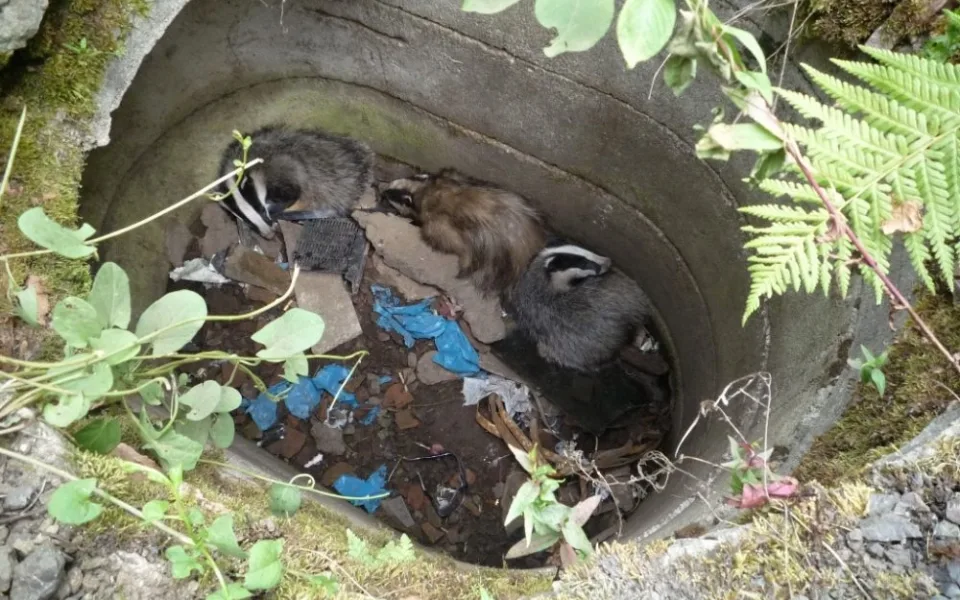 Trojici jezevců vysvobodili až hasiči. Foto: HZSLK