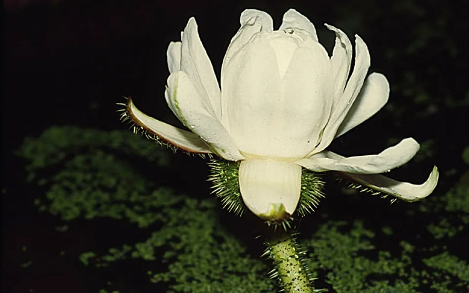 Ilustrační foto: Botanická zahrada Liberec
