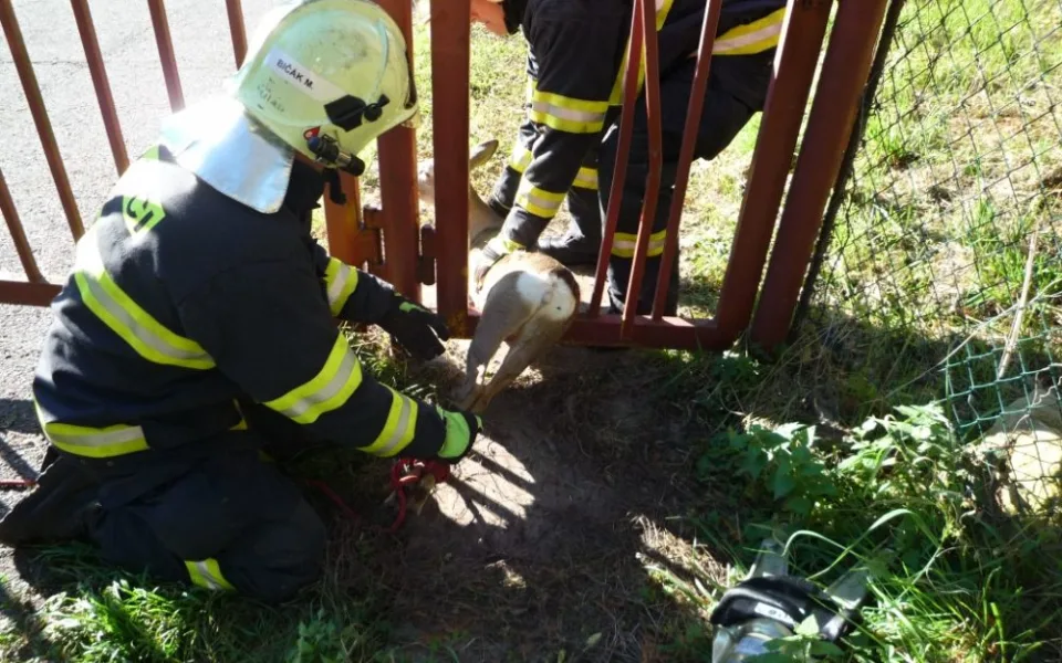 Srnku zaklíněnou v plotě pivovaru zachránili hasiči. Foto: HZSLK