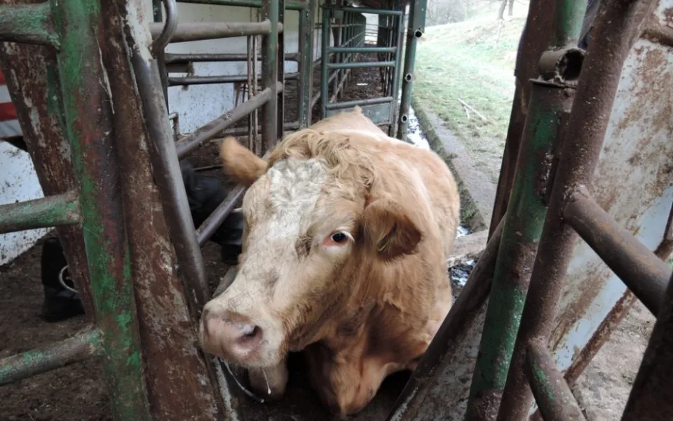 Kráva uvízla mezi trubkami, hasiči je rozřezali. Foto: HZSLK