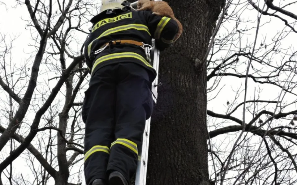 Kotě čekalo na hasiče na stromě v osmi metrech. Foto: HZSLK