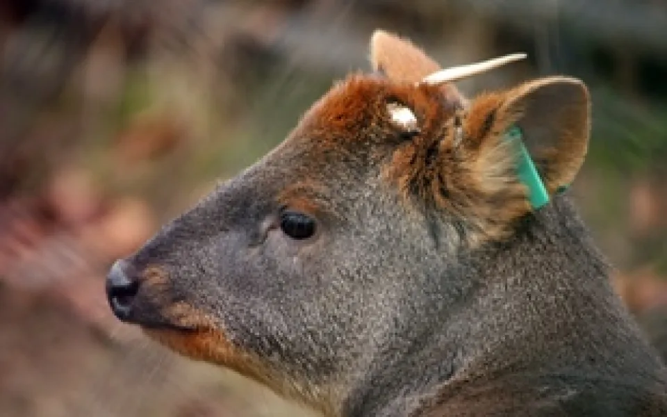 pudu