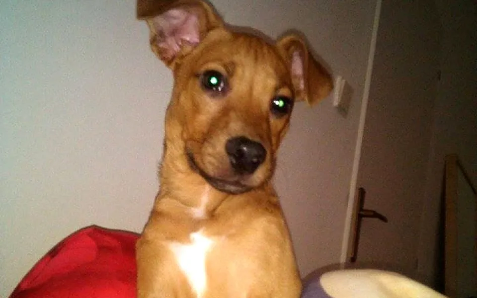 Dexter