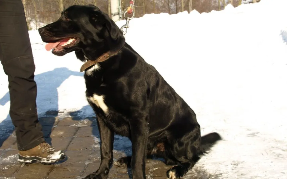 Nalezený labrador
