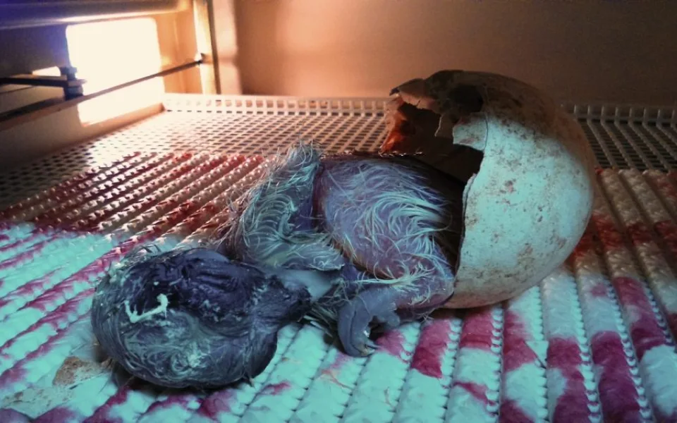 V zoologické zahradě se vylíhl vzácný orlosup. Foto: ZOO Liberec