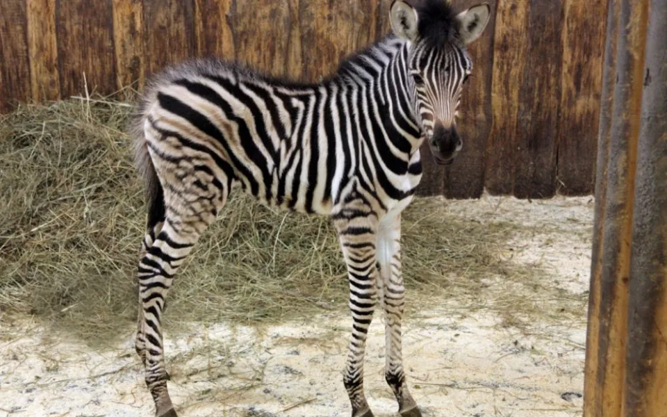 Malá samička Jina. Foto: ZOO Liberec
