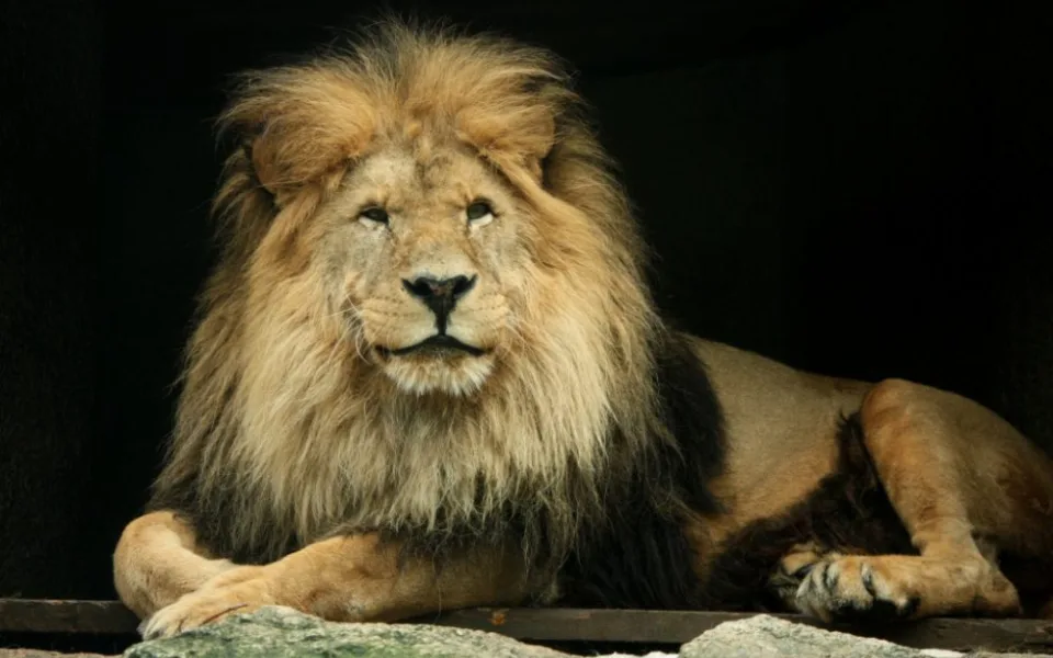 Lev Sultán. Foto: ZOO Liberec
