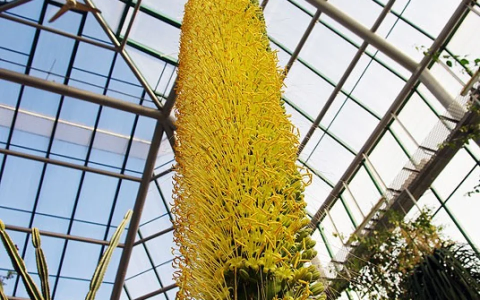 V Liberci poprvé kvete obří agáve, jsou na ní tisíce květů. Foto: Botanická zahrada Liberec