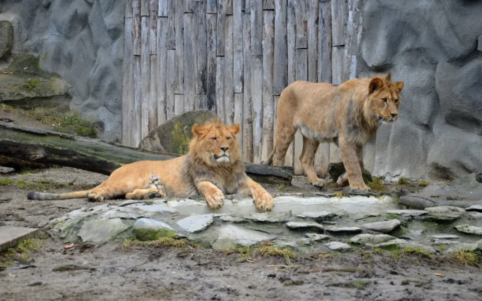 Terry a Basty. Foto: ZOO Olomouc