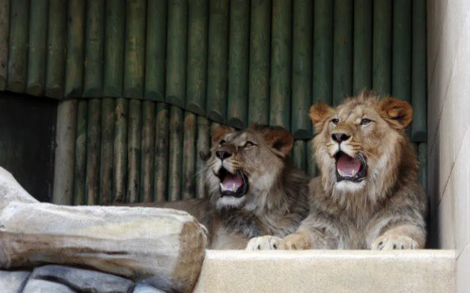 Ilustrační foto: ZOO Liberec