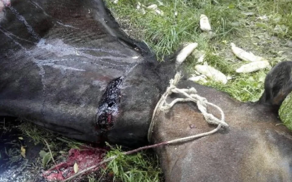 Chceme co nejvyšší trest pro tyrana koně, žádají tisíce lidí v petici. Foto: Policie ČR