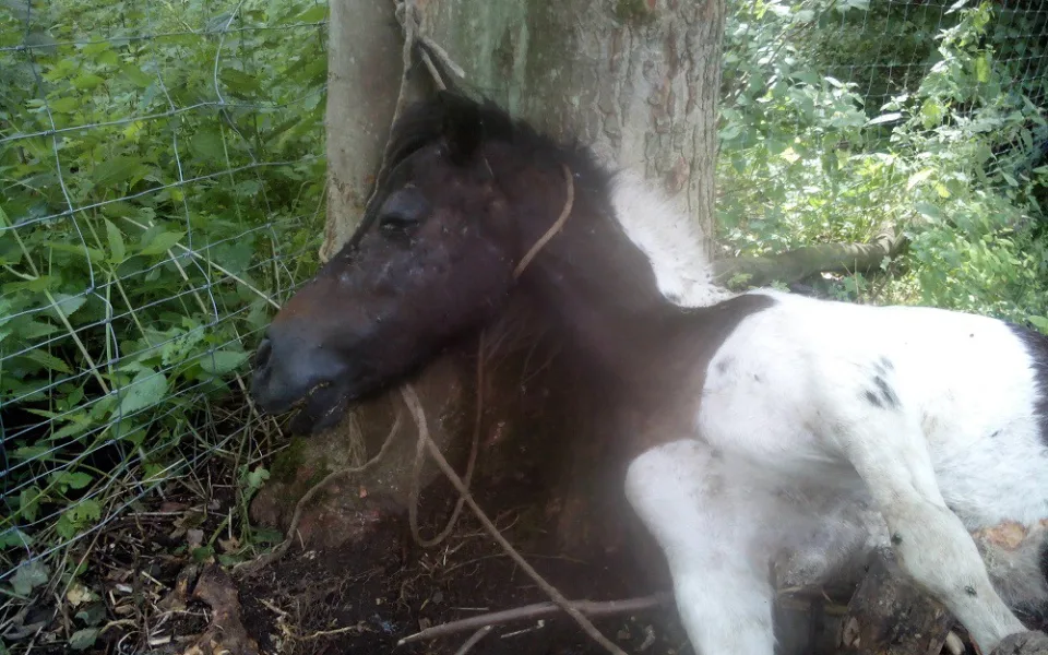Takhle dopadl poník po řádění tyrana. Foto: Policie ČR