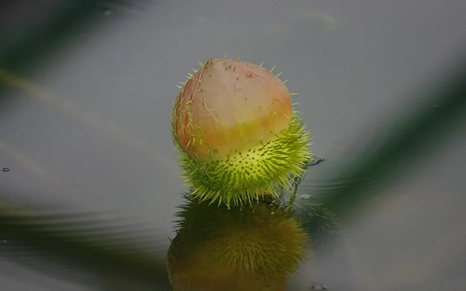 Poupě viktorie královské. Foto: Botanická zahrada Liberec