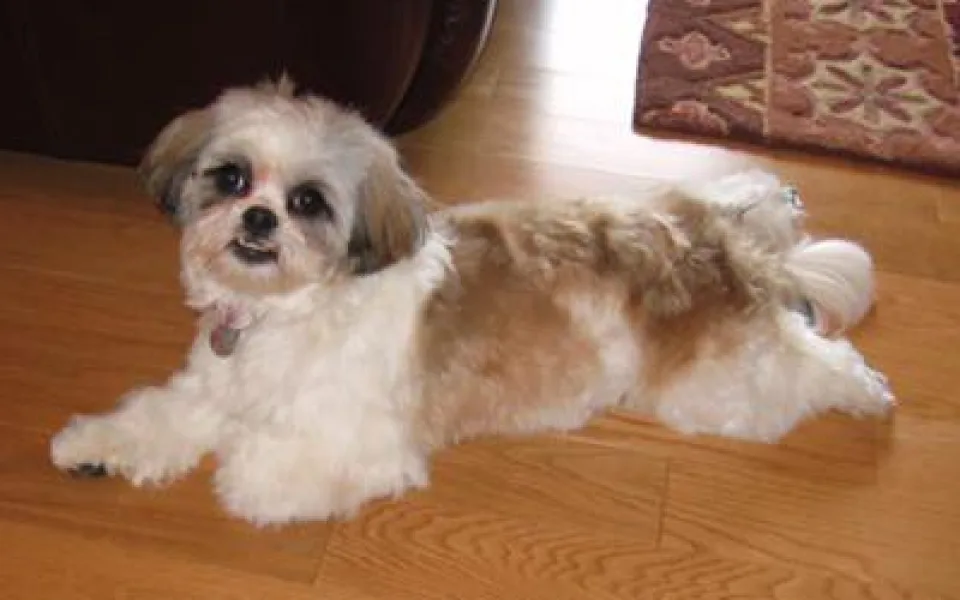 Ilustrační foto shih-tzu