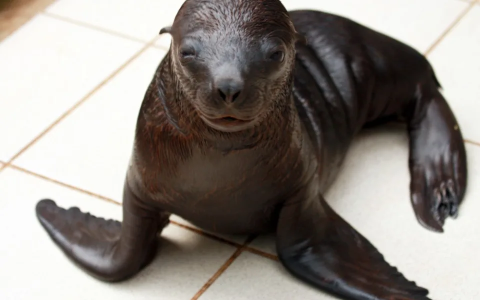 Nejnovější přírůstek lachtaní rodiny. Foto: ZOO Liberec