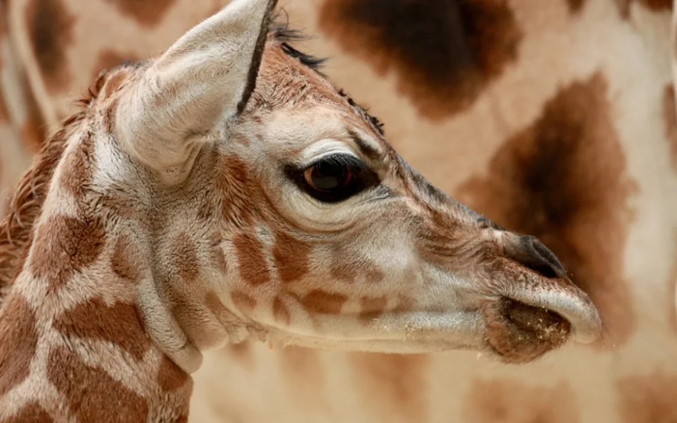 Samička Anastasia je další žirafou v liberecké ZOO. Foto: ZOO Liberec