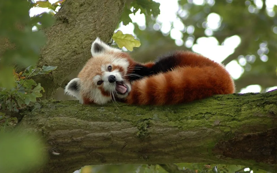 Panda červená. Ilustrační foto: Brněnská Drbna